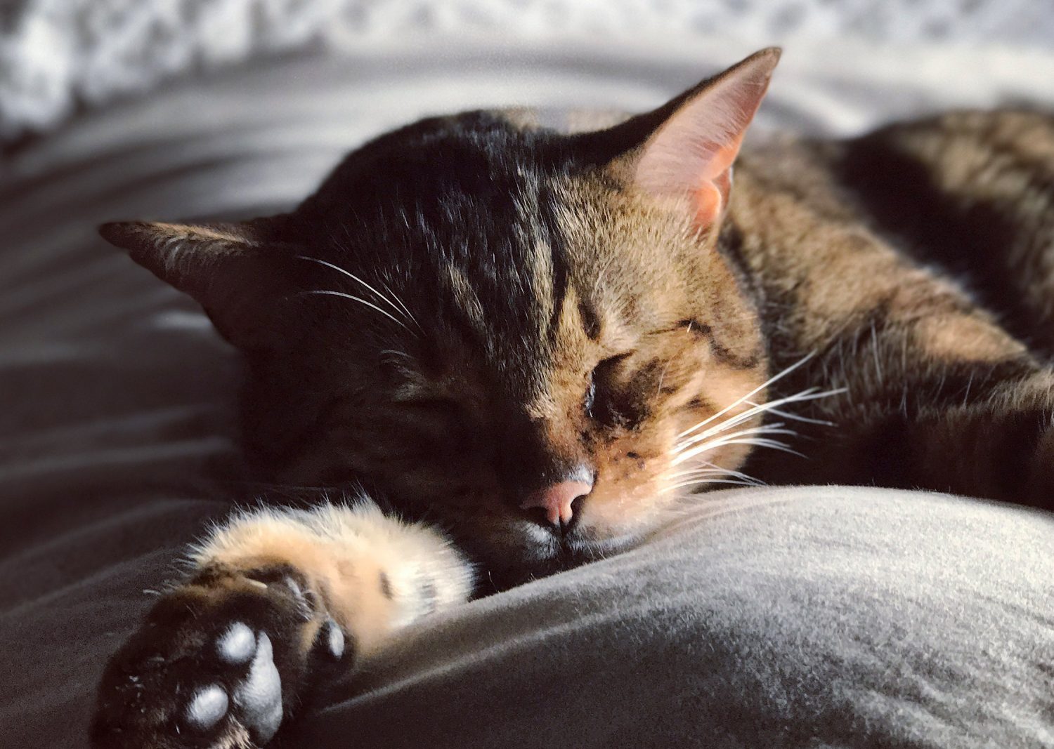 Cute Bengal Cat Asleep in Bed